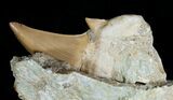 Otodus Shark Tooth Fossil In Matrix #6392-1